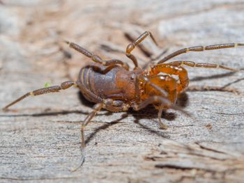 Media type: image; Invertebrate Zoology 152679   Description: live specimen;